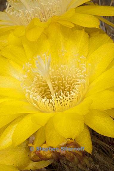 echinopsis bruchii graphic